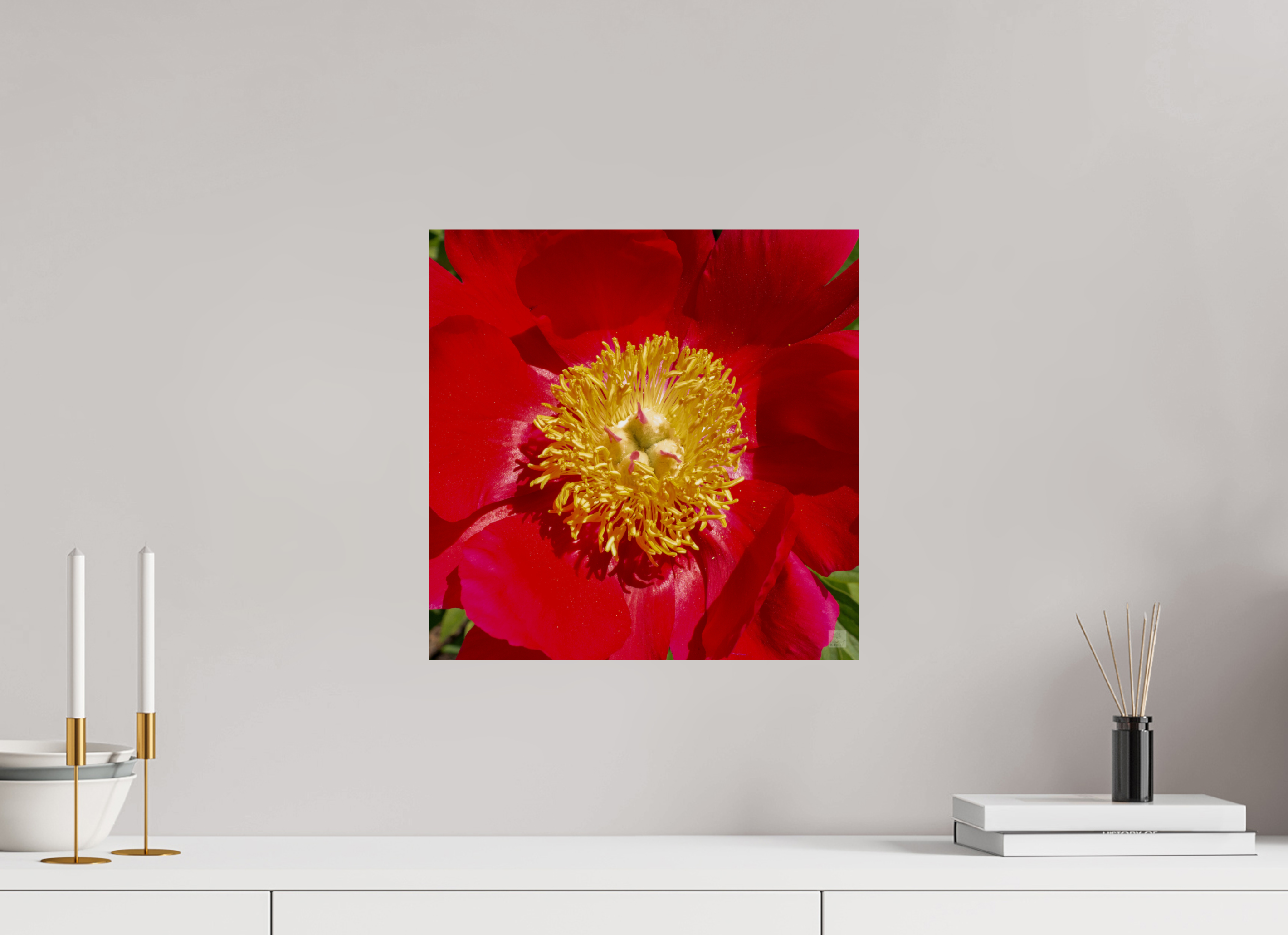 Peony_red close up_aspect ratio 1x1