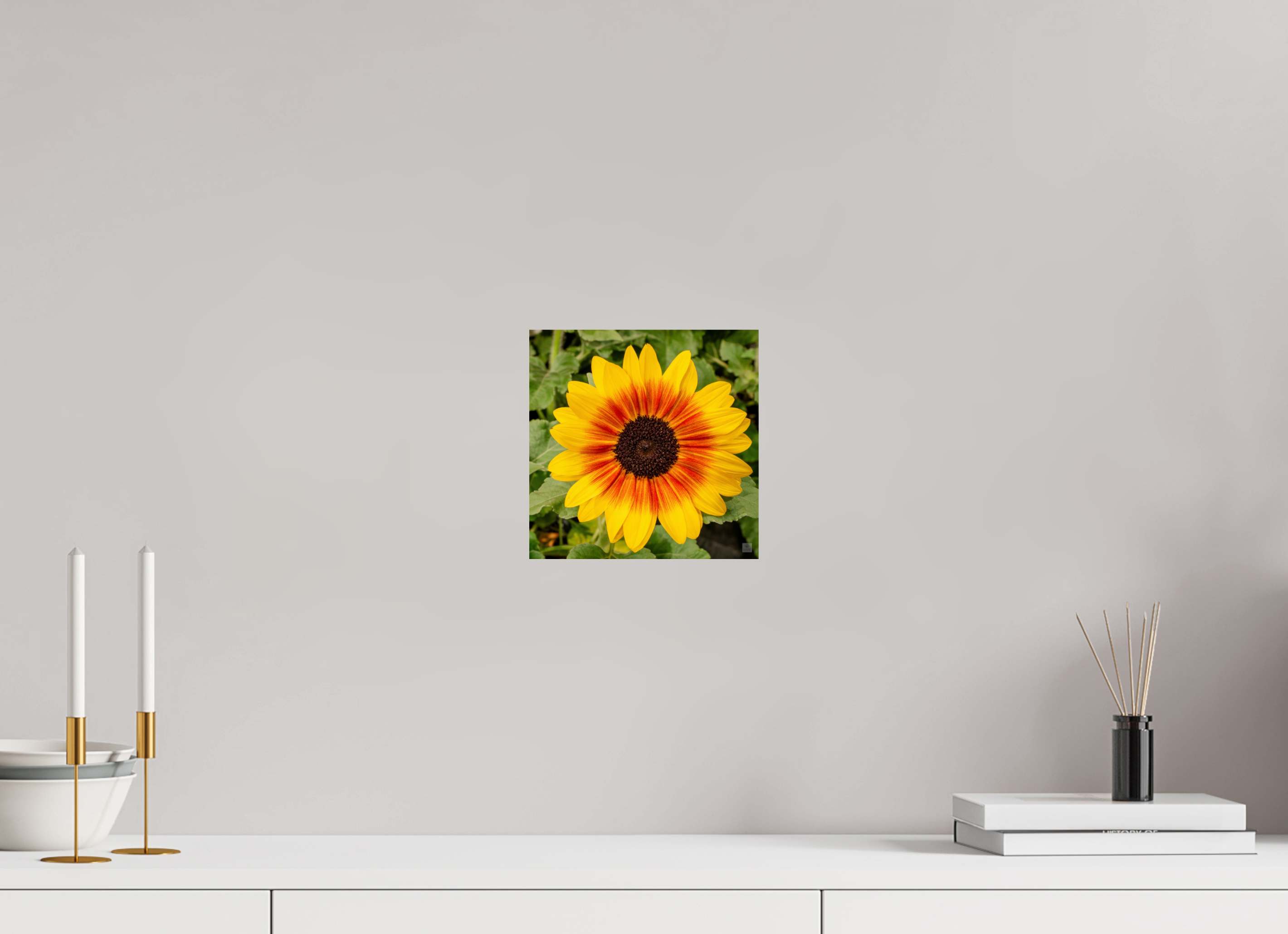 Sunflower hybrid_yellow with orange center_aspect ratio 1x1