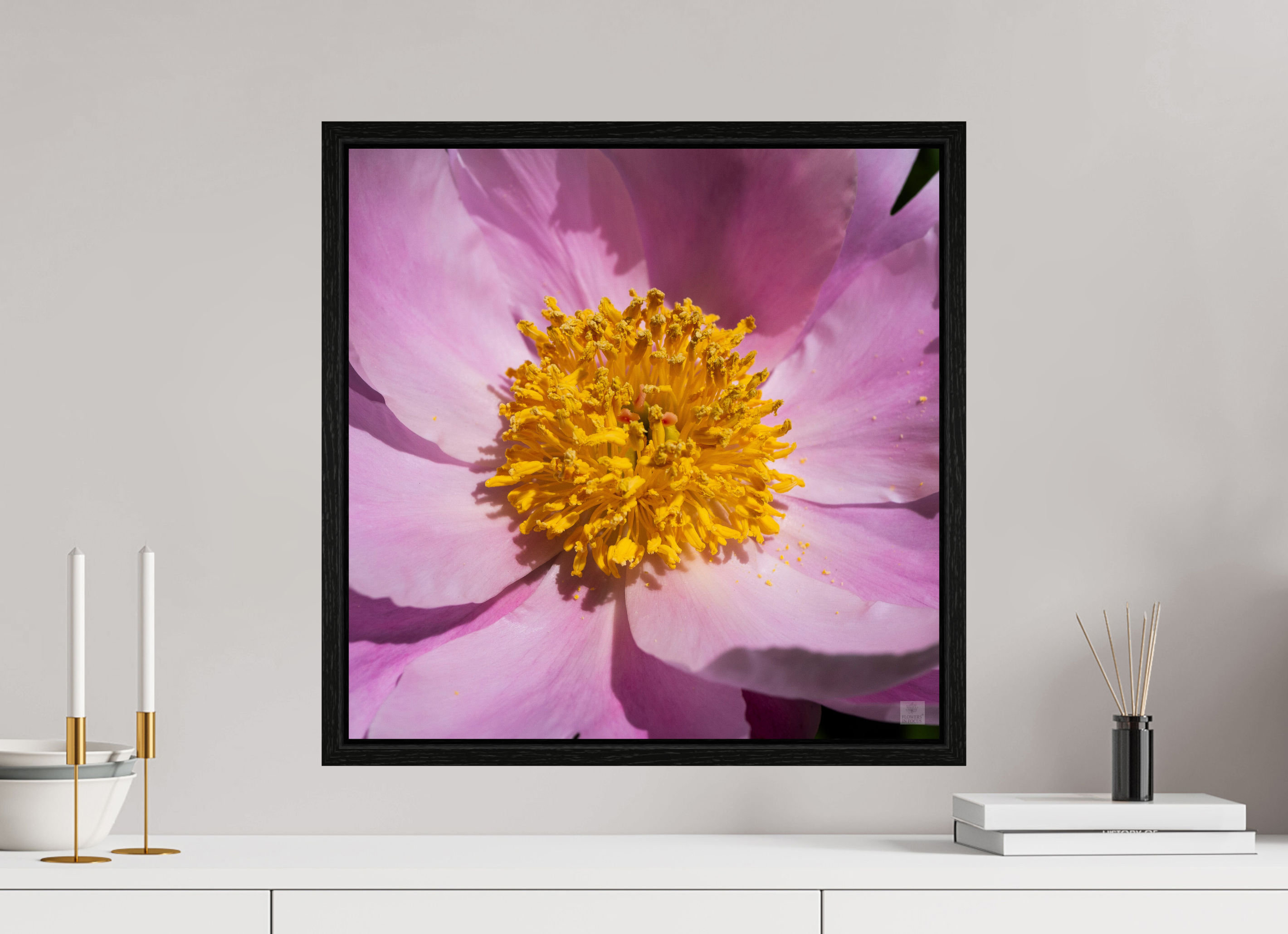 Peony_light pink close-up_aspect ratio 1x1