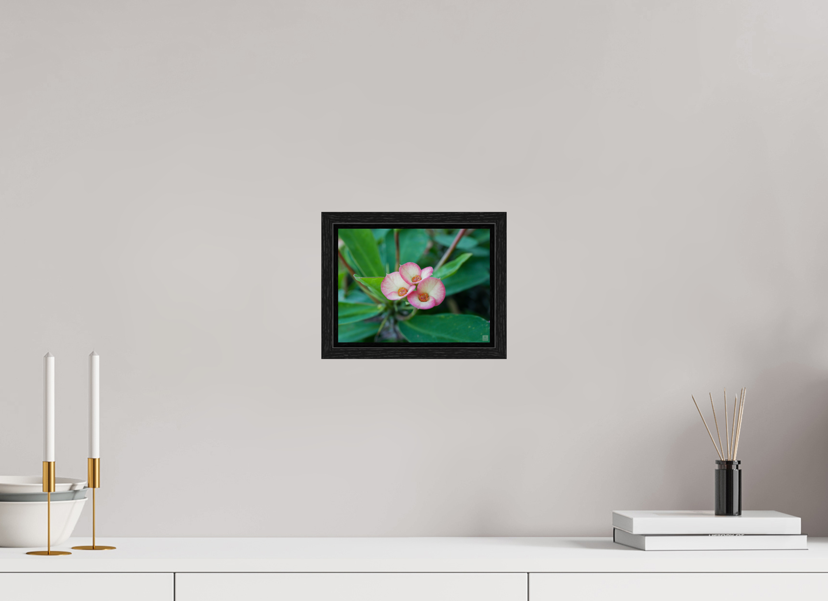 Crown of Thorns_pink fringe_aspect ratio 4:3