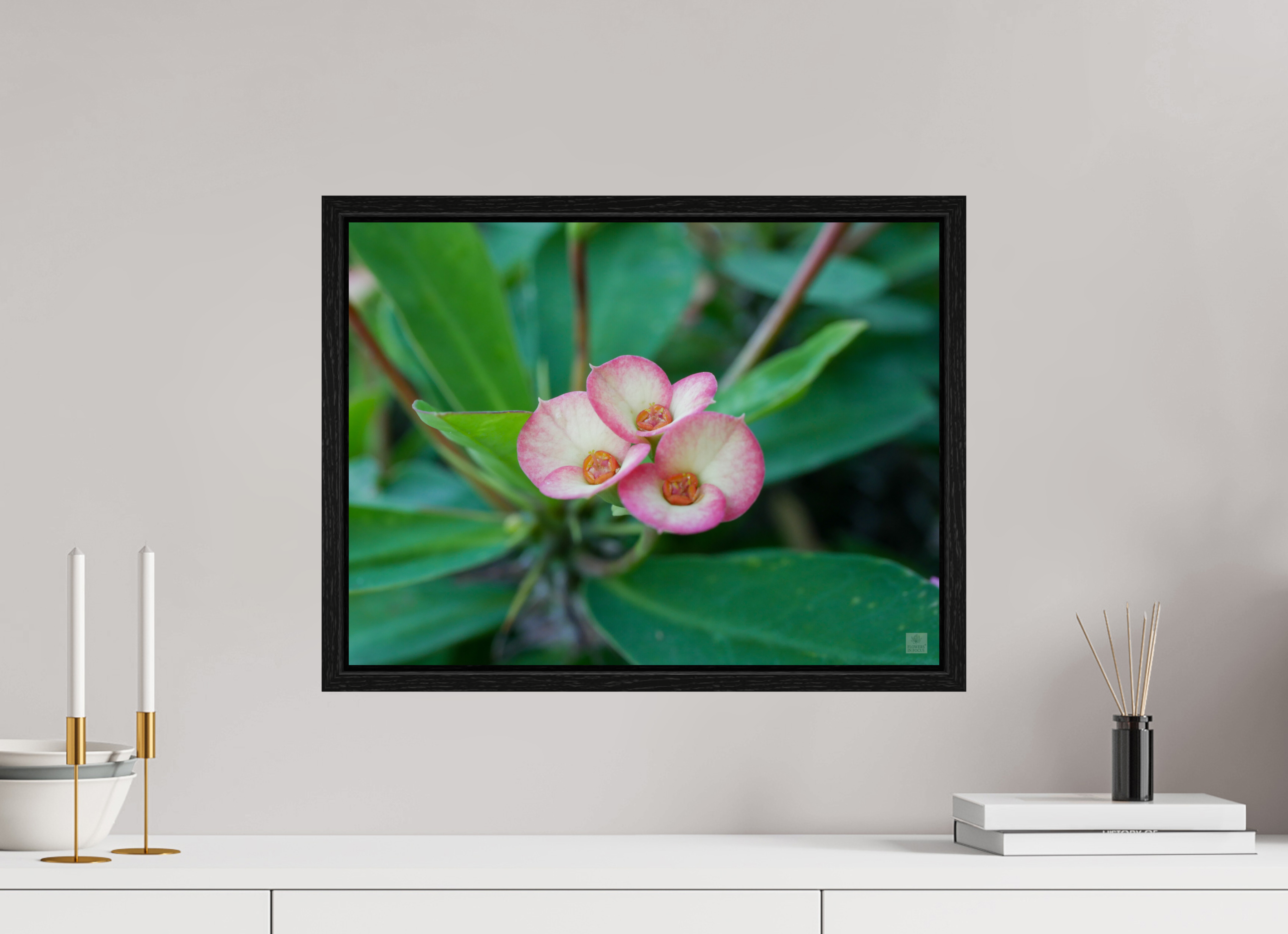 Crown of Thorns_pink fringe_aspect ratio 4:3