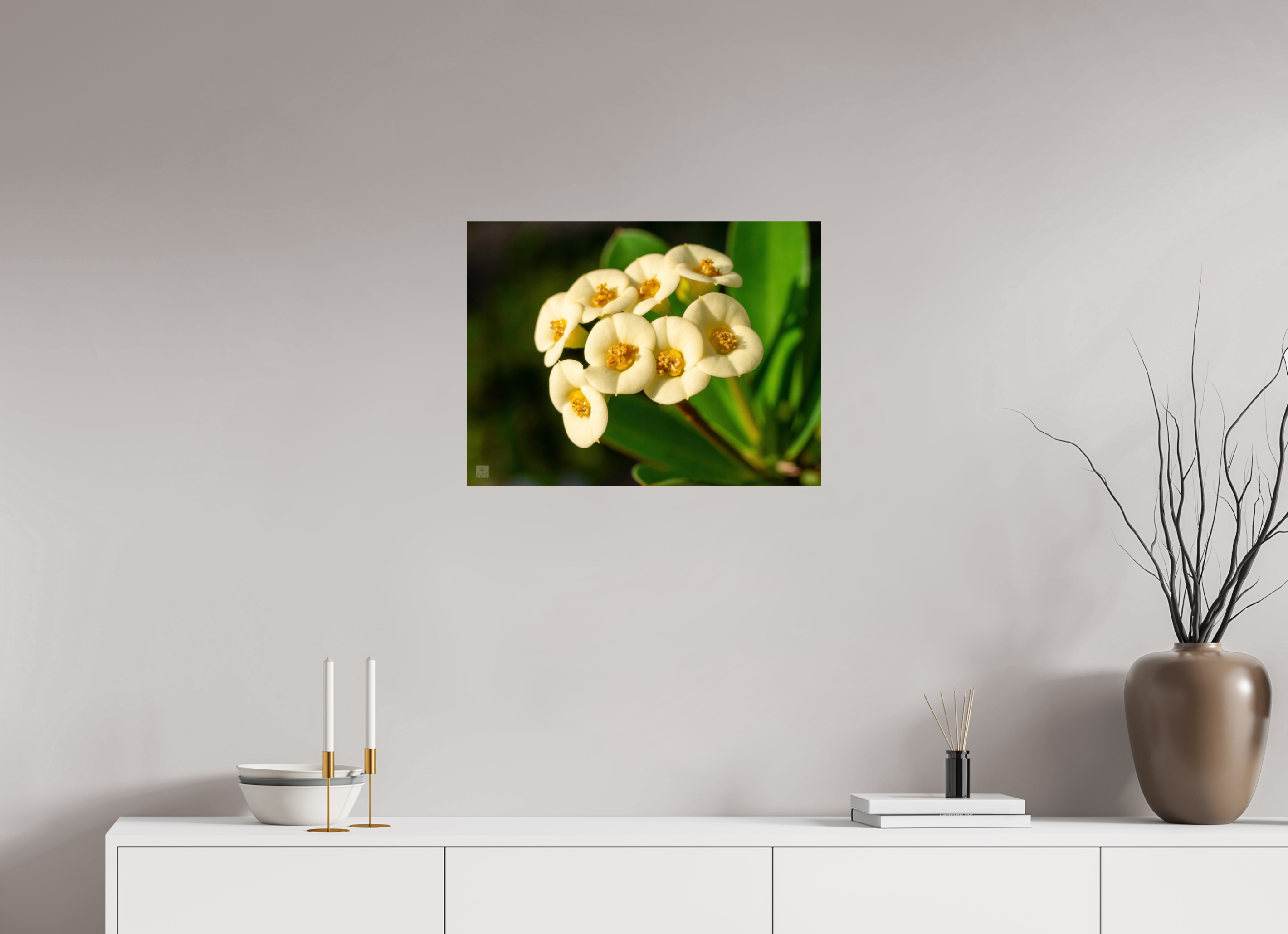 Crown of Thorns_flower group_aspect ratio 4:3