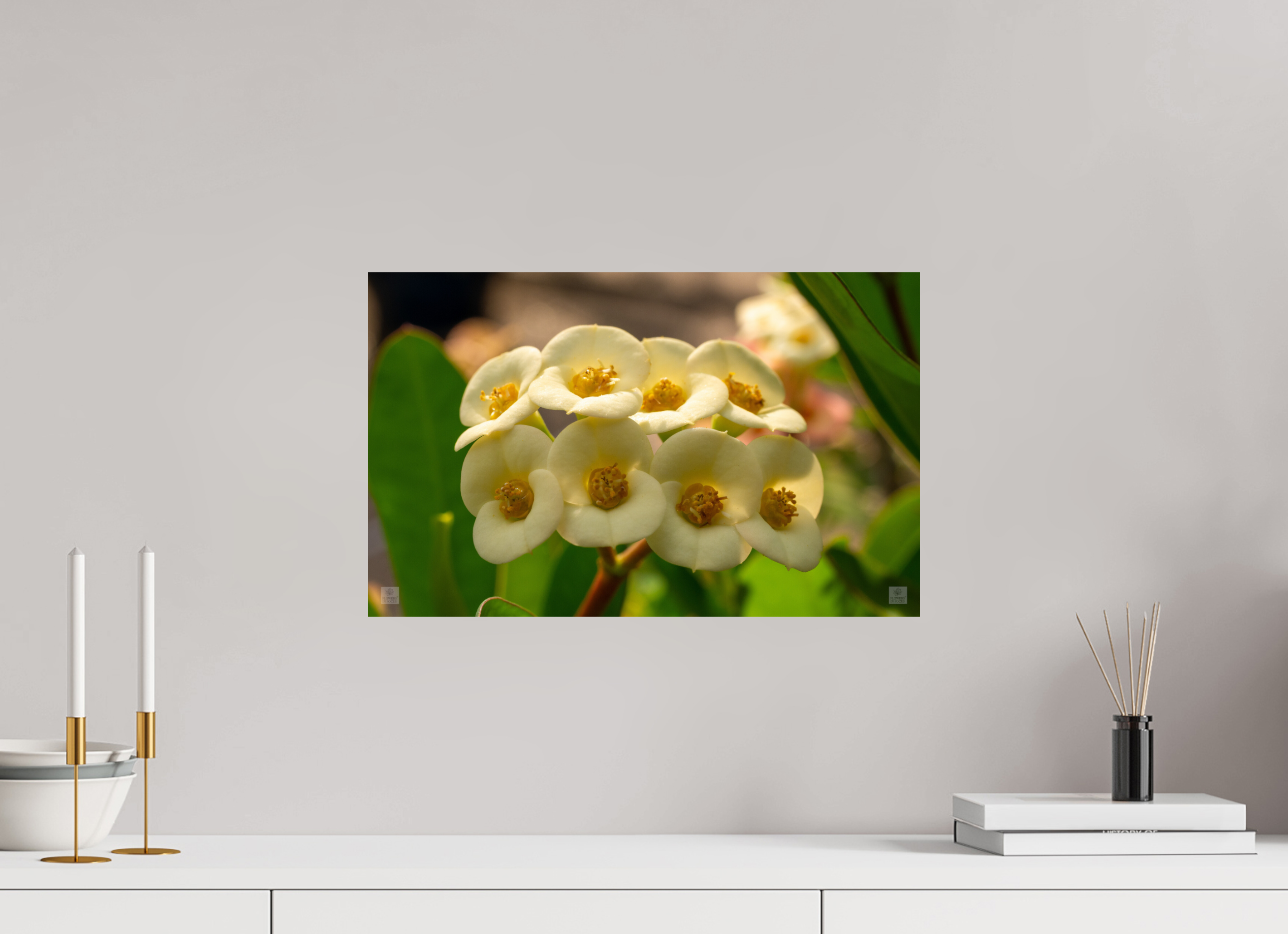 Crown of Thorns_flower group_aspect ratio 16:10