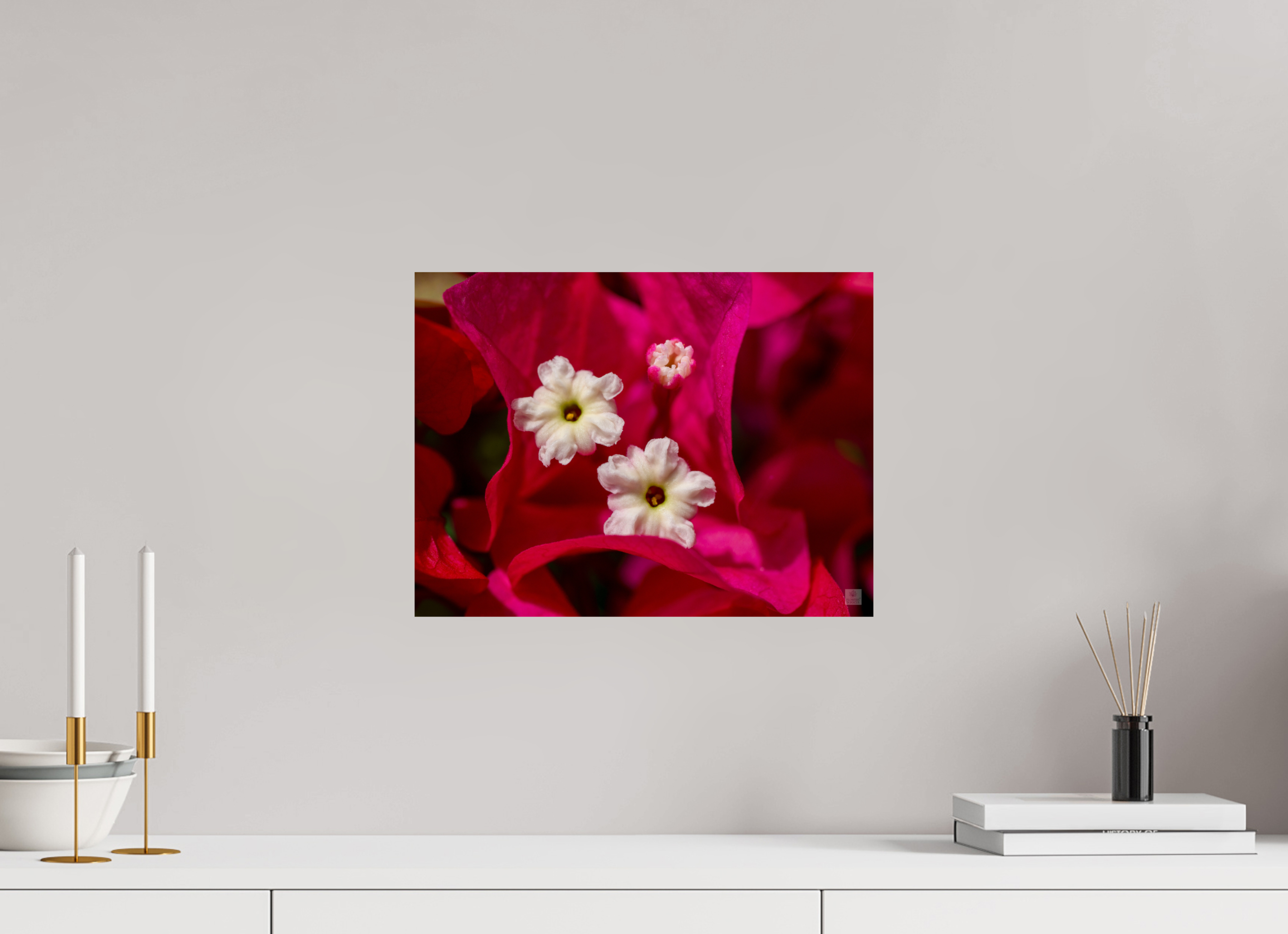 Bougainvillea_pink close-up_aspect ratio 4:3