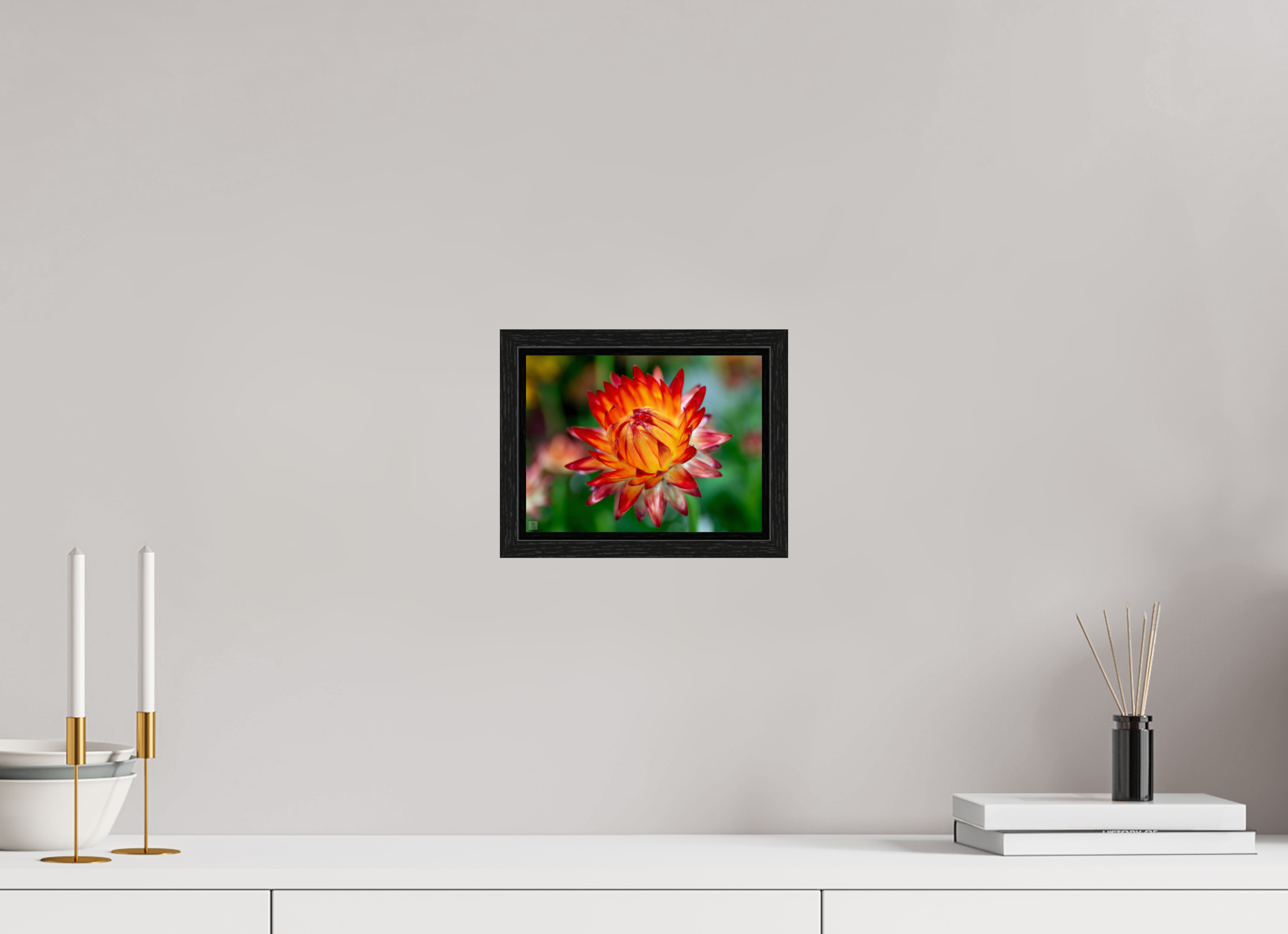 Strawflower_tight bud_red with yellow_aspect ration 4x3