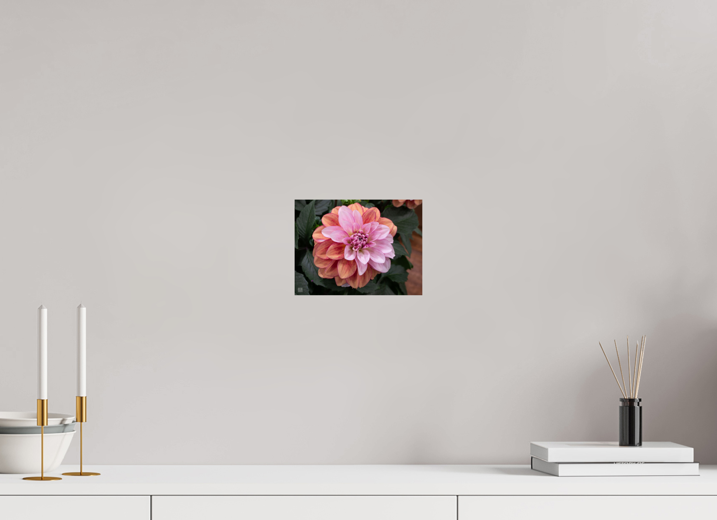 Dahlia_pink with red streak_ aspect ratio 4:3