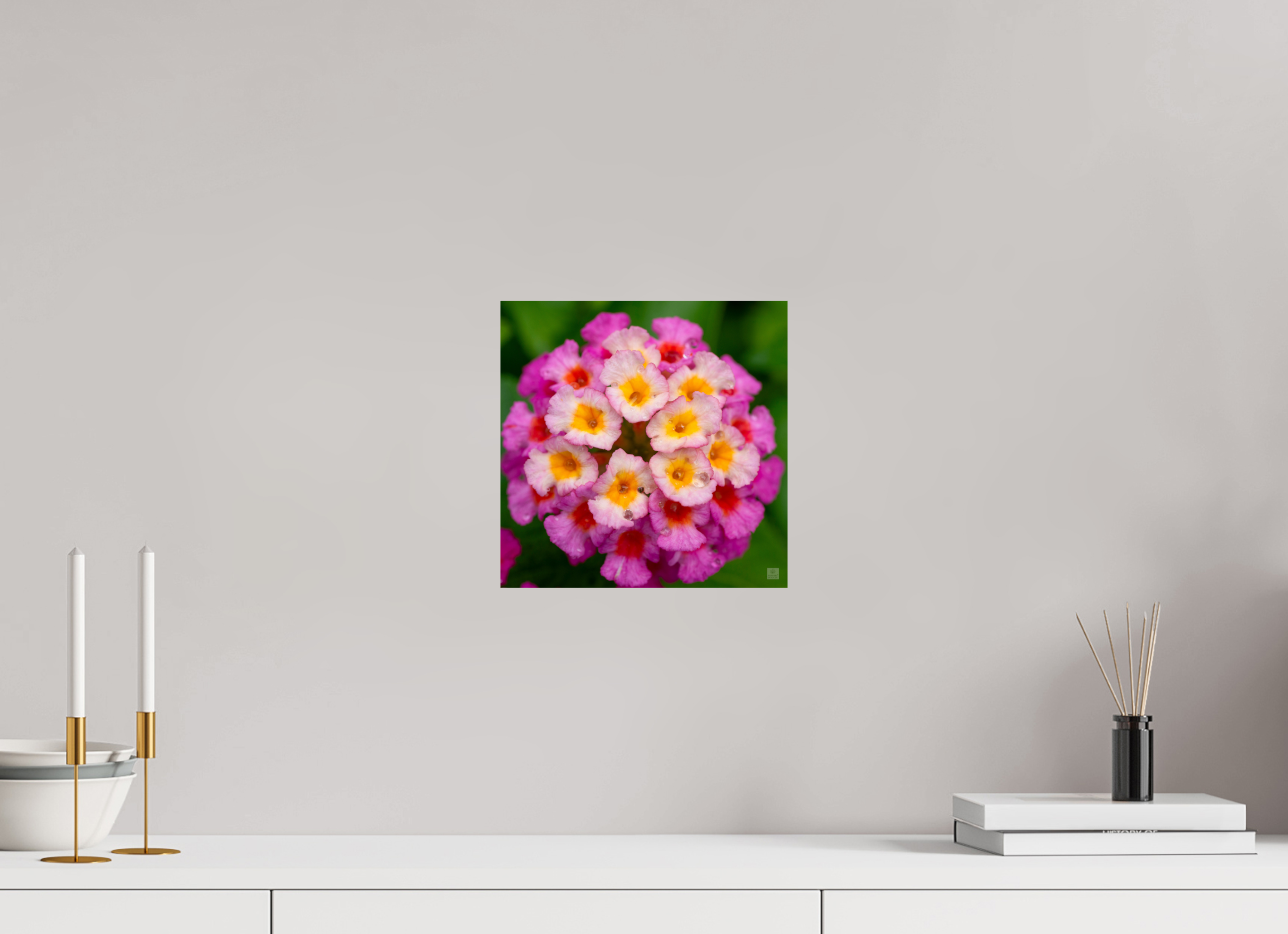Lantana_deep pink with yellow_water droplets_aspect ratio 1x1