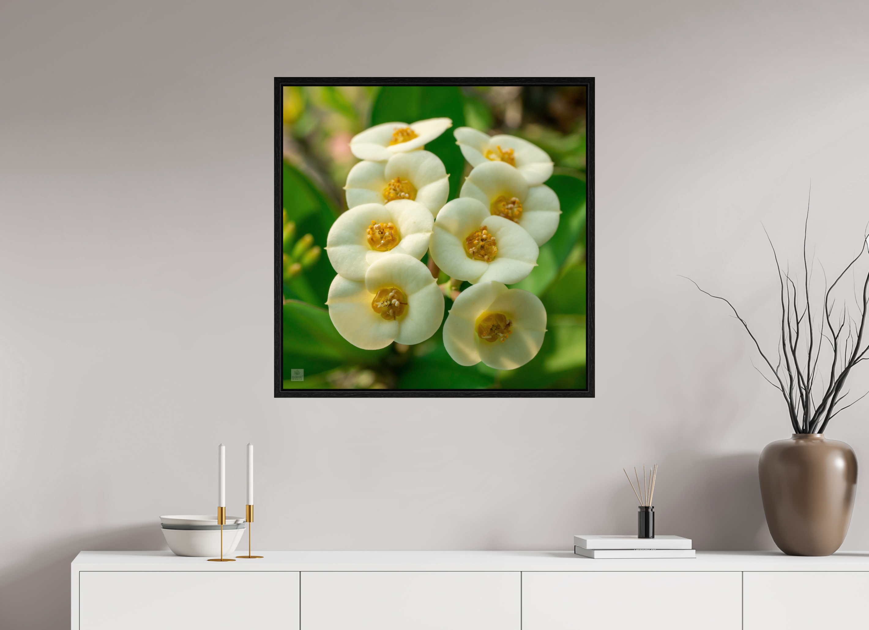 Crown of Thorns_flower group_aspect ratio 1:1