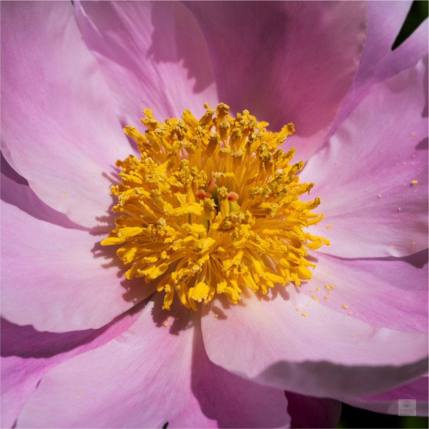 Peony_light pink close-up_aspect ratio 1x1
