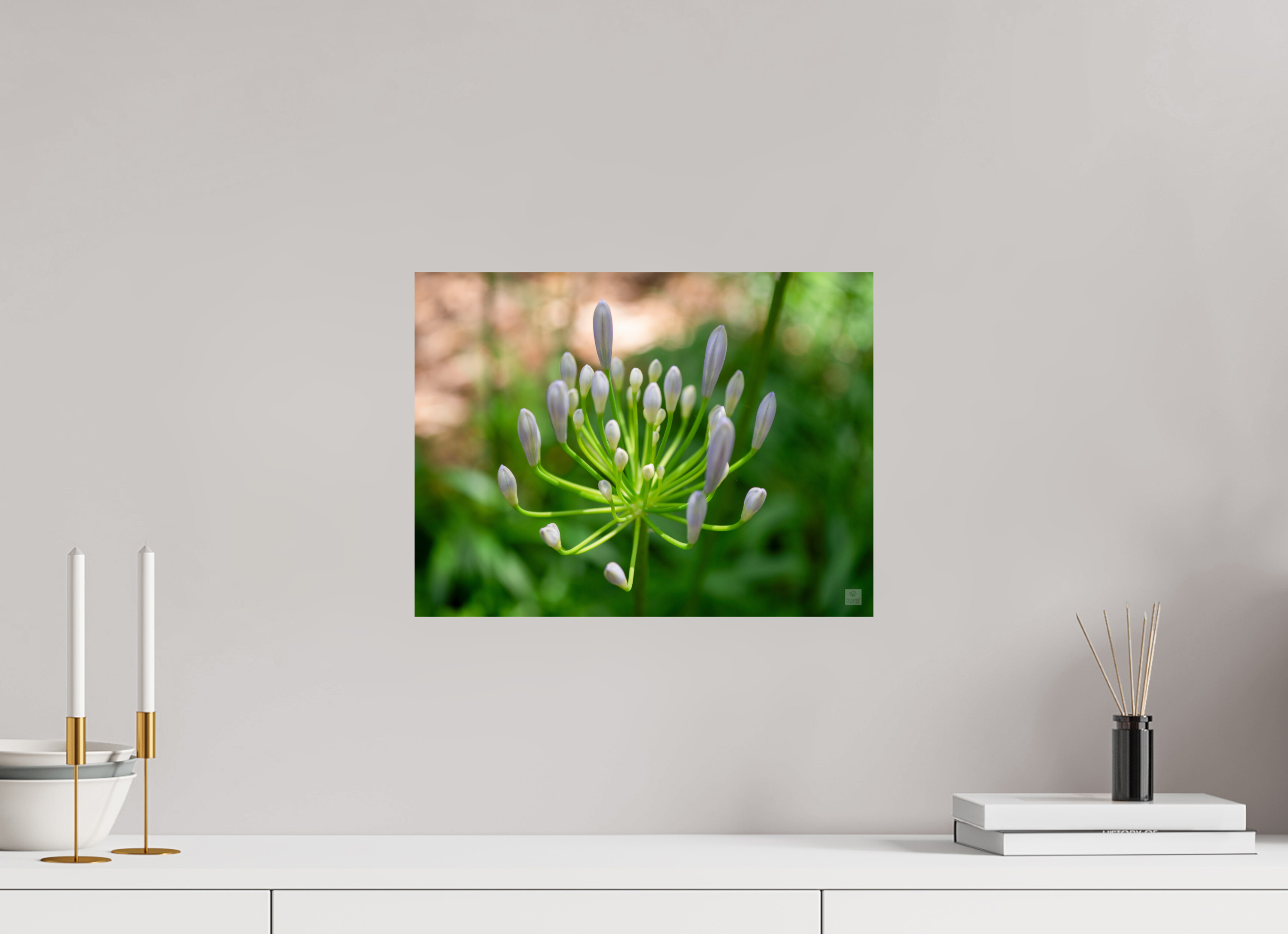 Dwarf Blue Agapanthus_aspect ratio 4x3