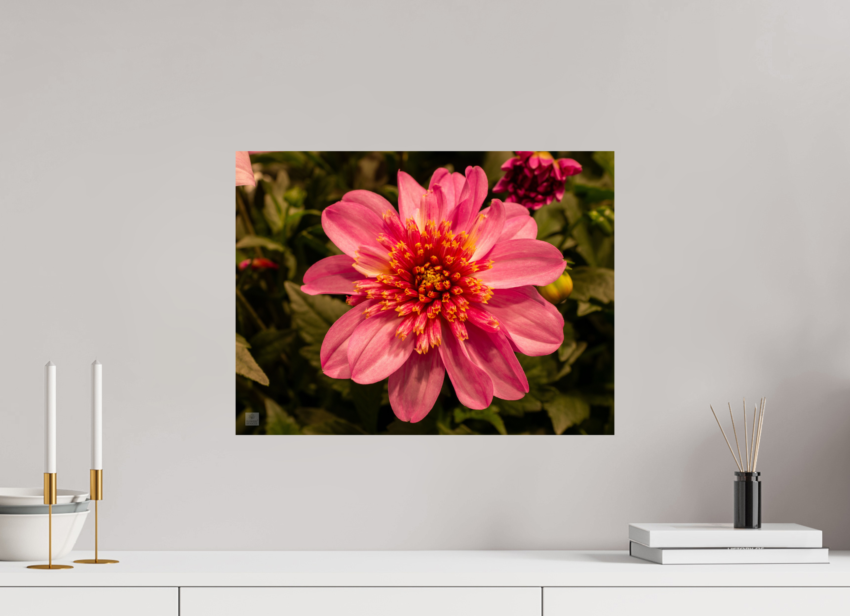 Dahlia_pink with yellow trim_aspect ratio 4:3