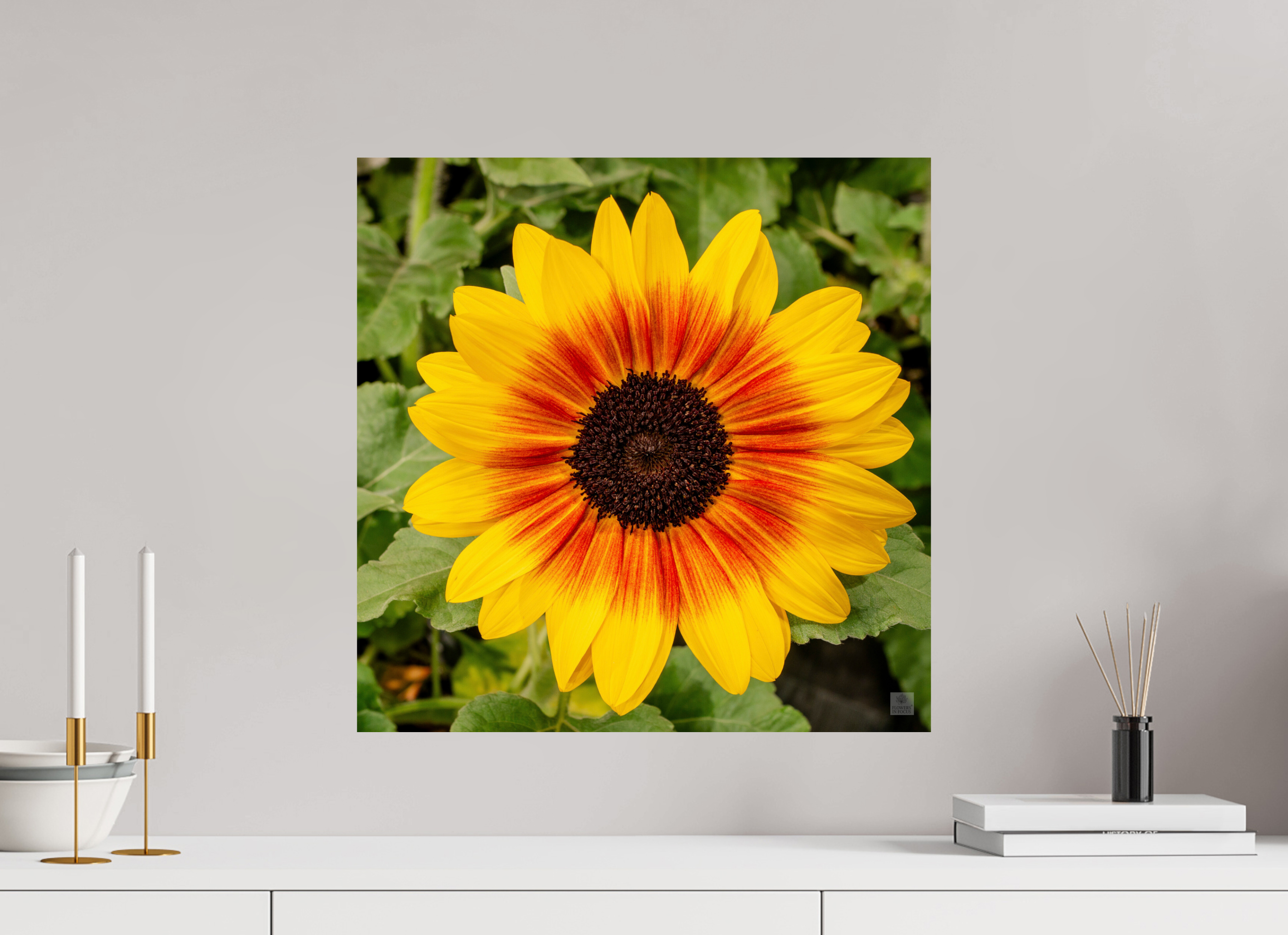 Sunflower hybrid_yellow with orange center_aspect ratio 1x1