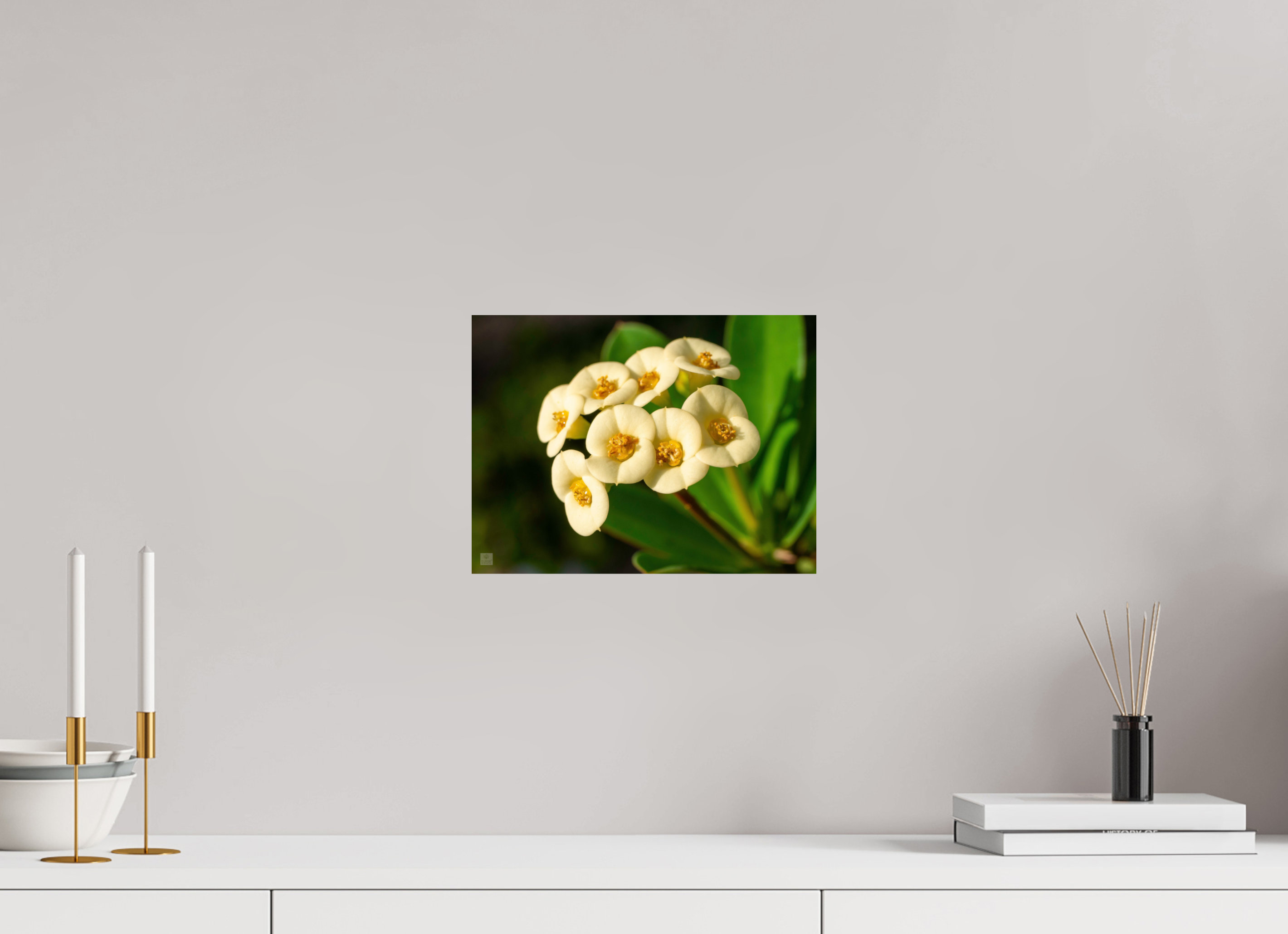 Crown of Thorns_flower group_aspect ratio 4:3