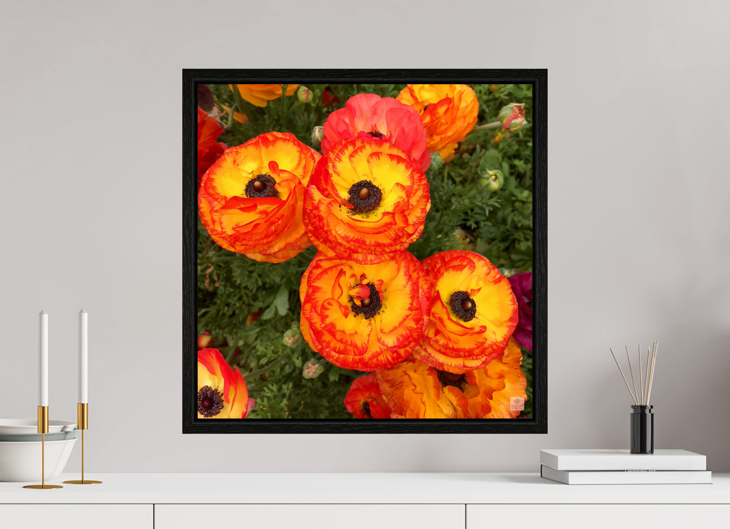 Ranunculus_bright orange_flower group_aspect ratio is 1:1