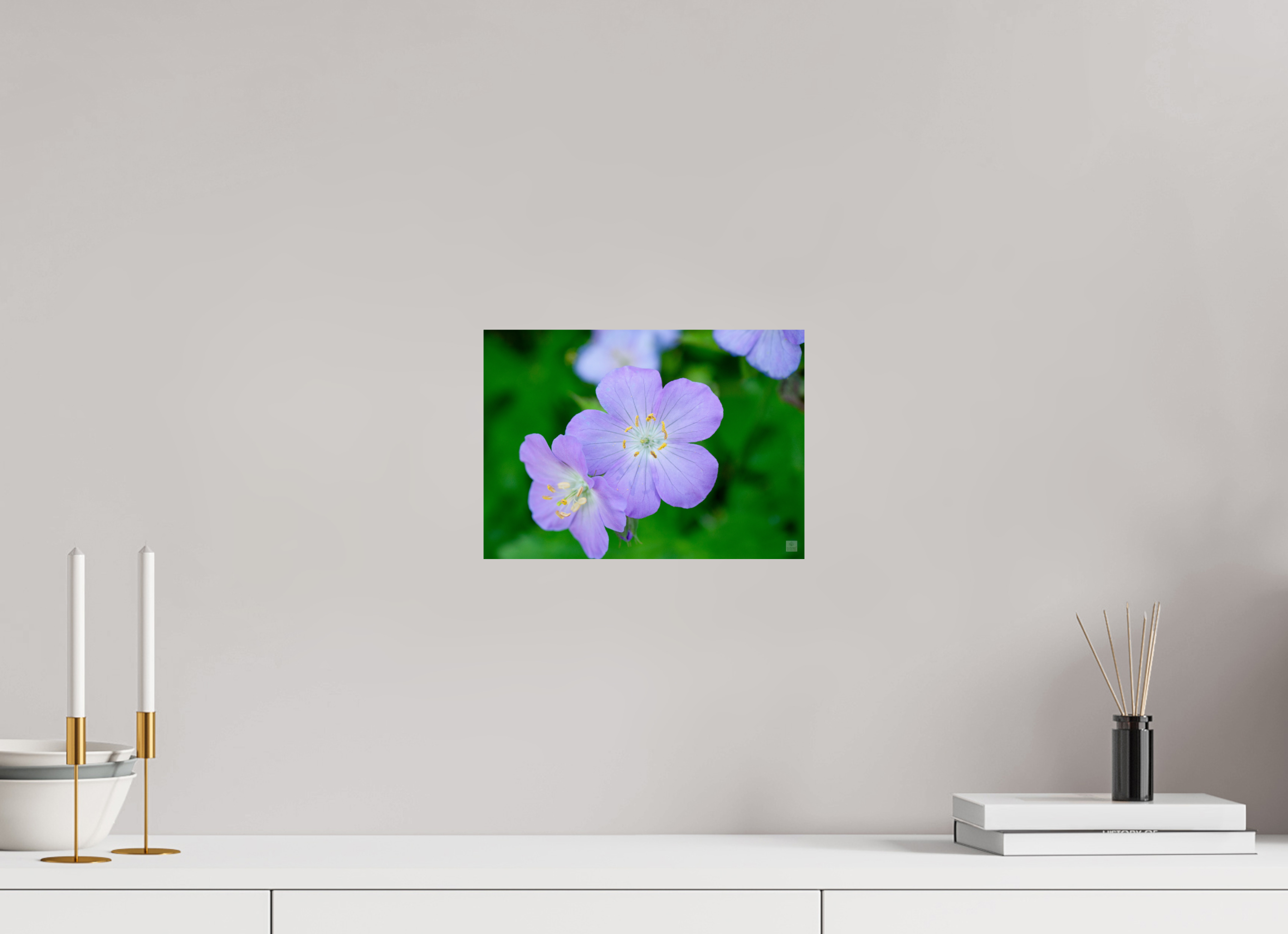 Hardy Geranium_Cranesbill_aspect ratio 7:5