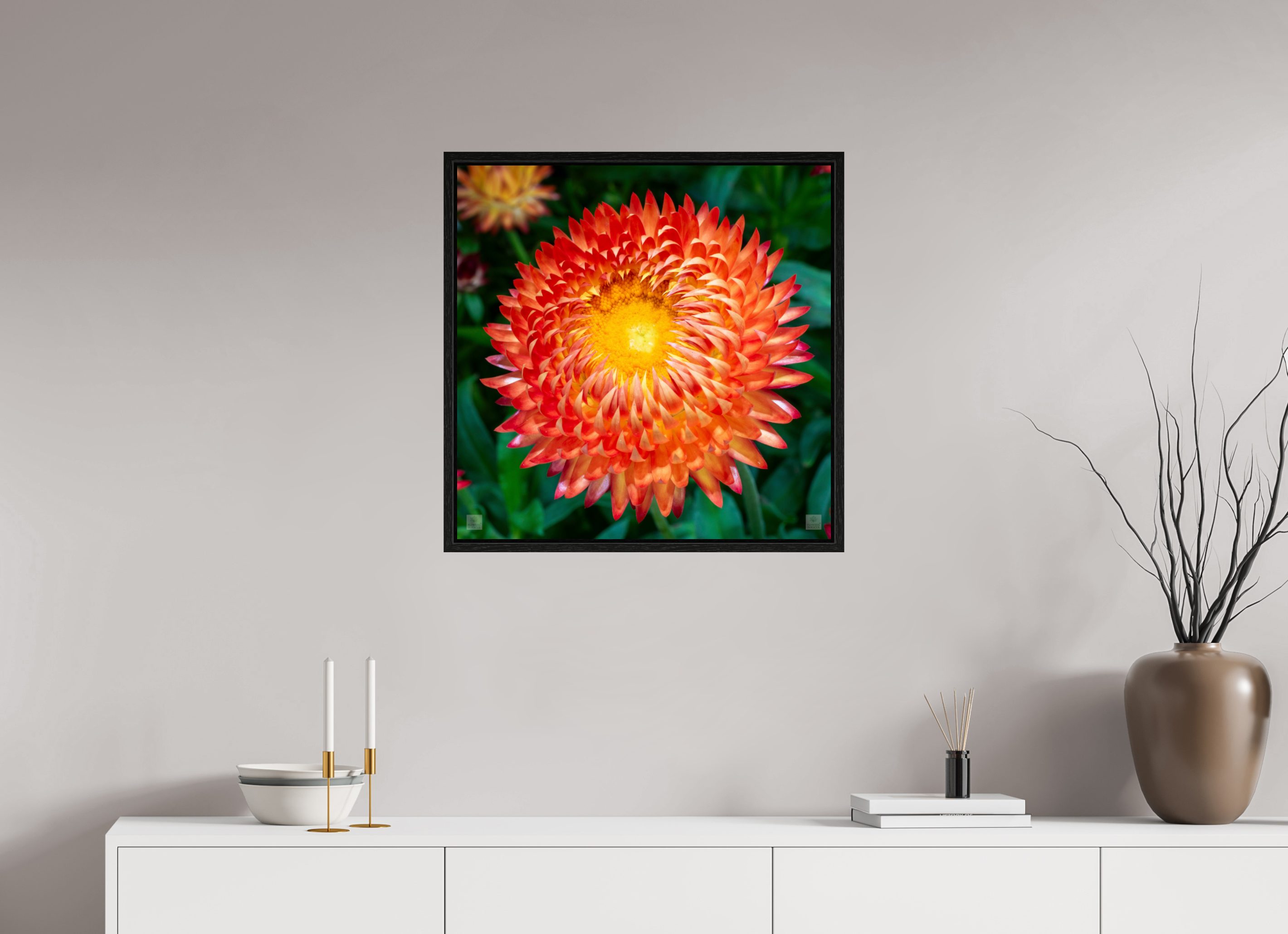 Strawflower_orange with yellow center_aspect ratio 1x1