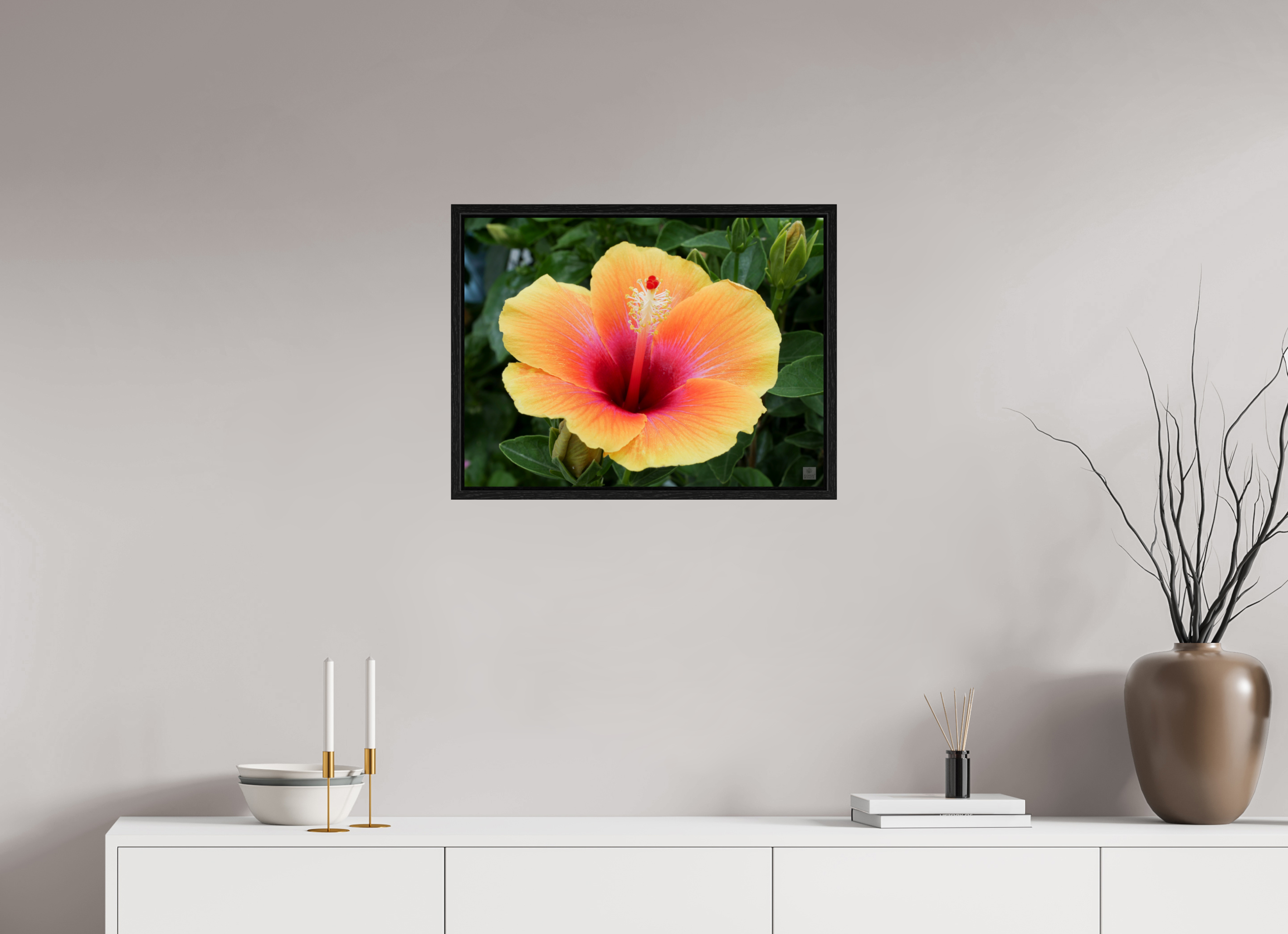 Hibiscus hybrid_peach with pink_aspect ration 4x3