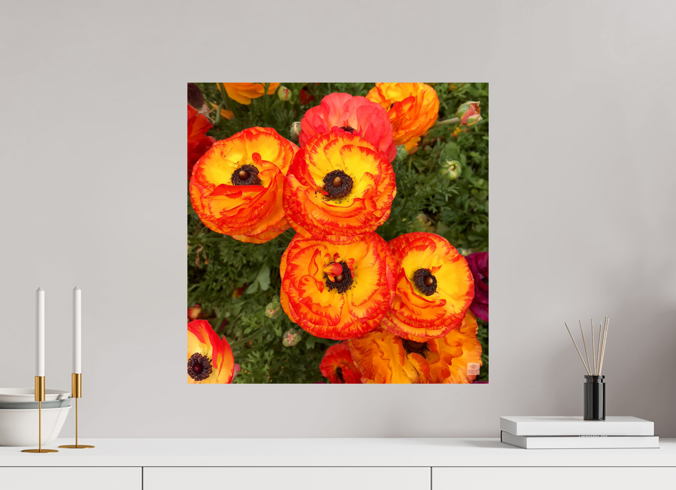 Ranunculus_bright orange_flower group_aspect ratio is 1:1