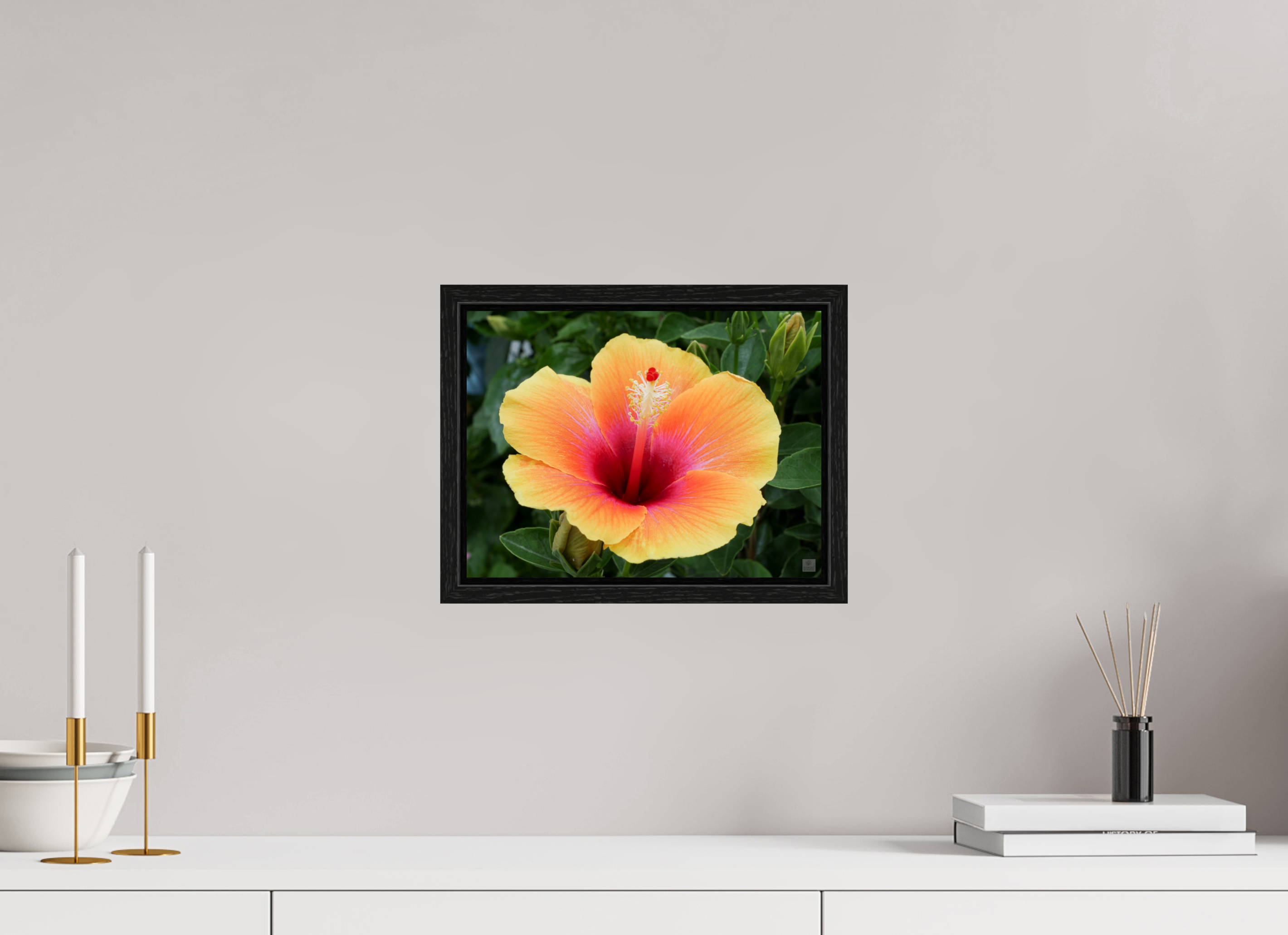 Hibiscus hybrid_peach with pink_aspect ration 4x3