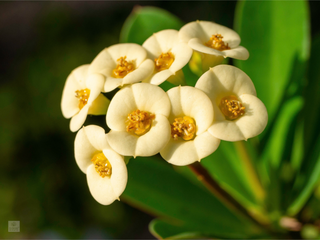 Crown of Thorns_flower group_aspect ratio 4:3