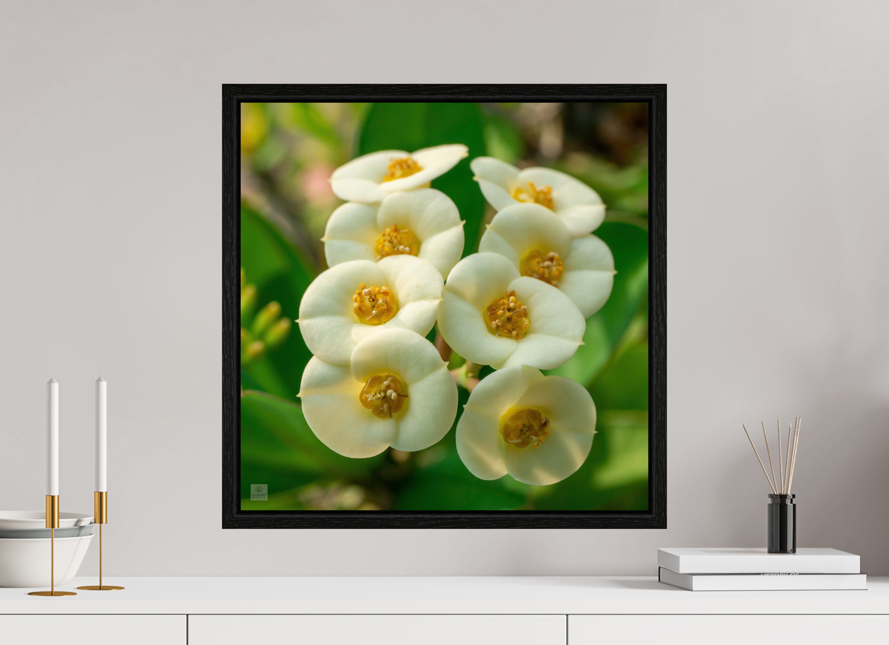 Crown of Thorns_flower group_aspect ratio 1:1