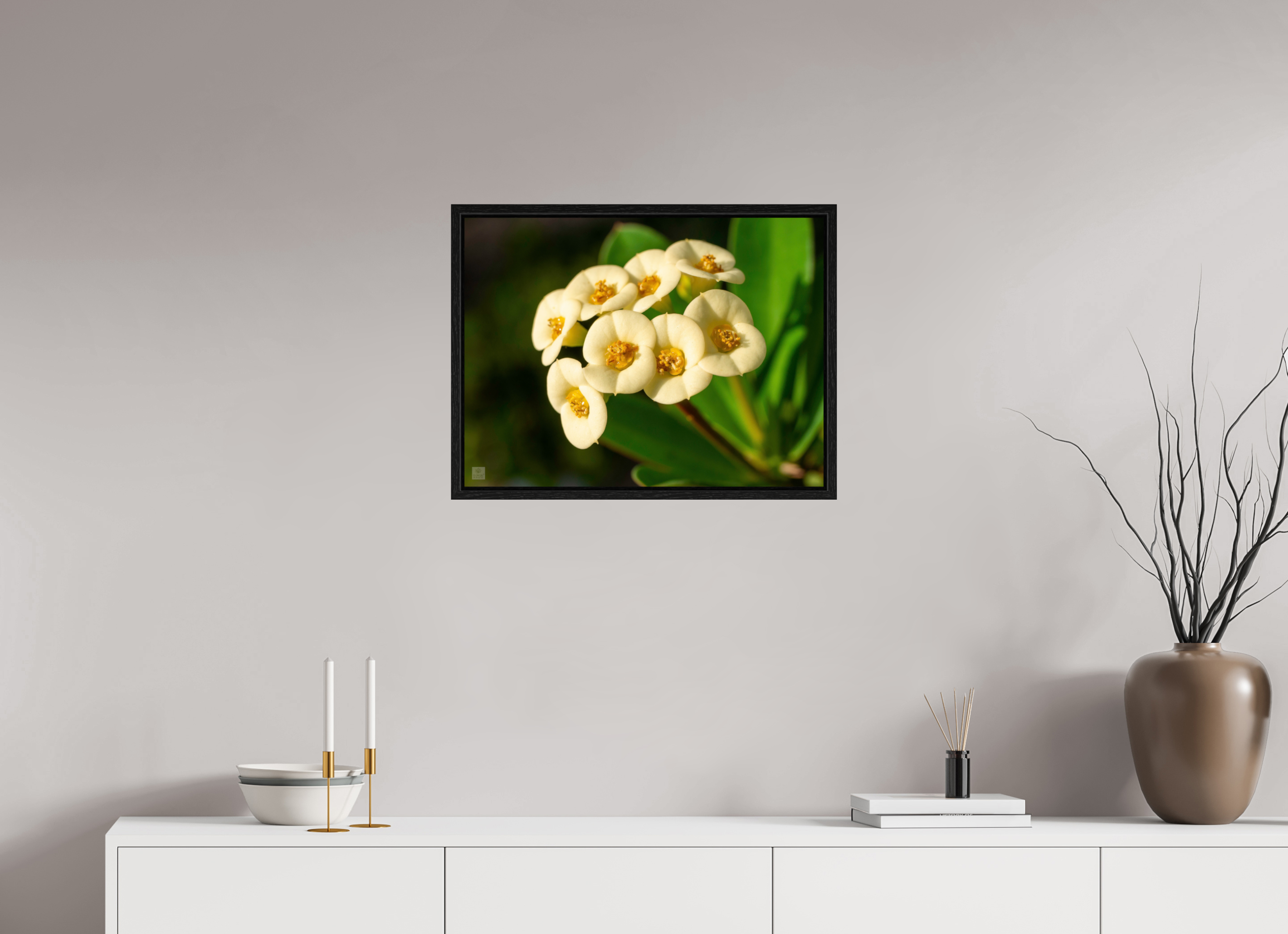 Crown of Thorns_flower group_aspect ratio 4:3