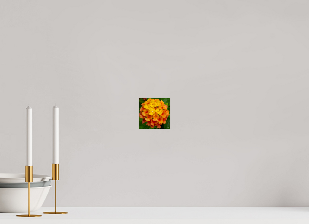 Lantana_orange with yellow (water droplets)_aspect ratio 1x1