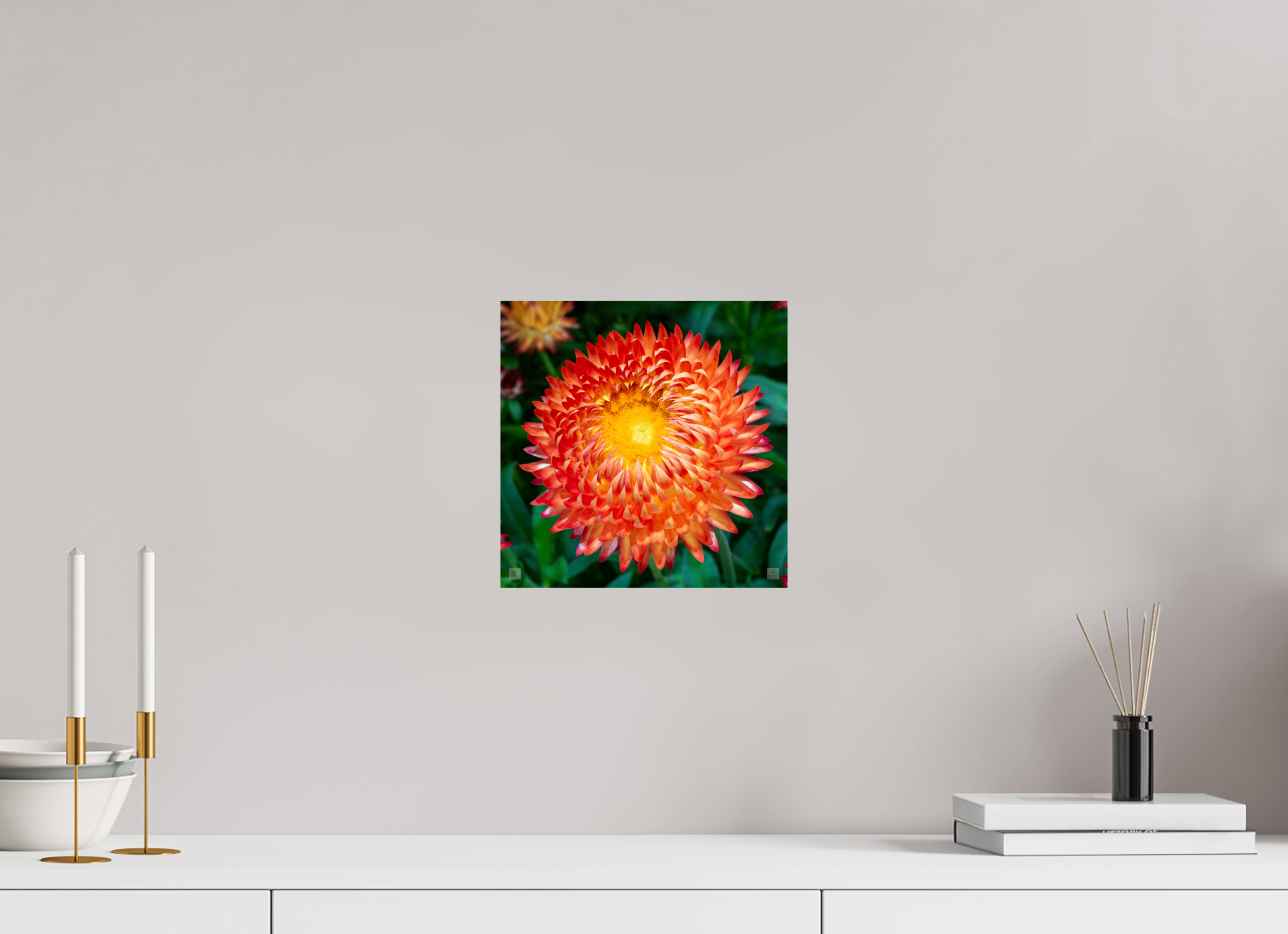Strawflower_orange with yellow center_aspect ratio 1x1