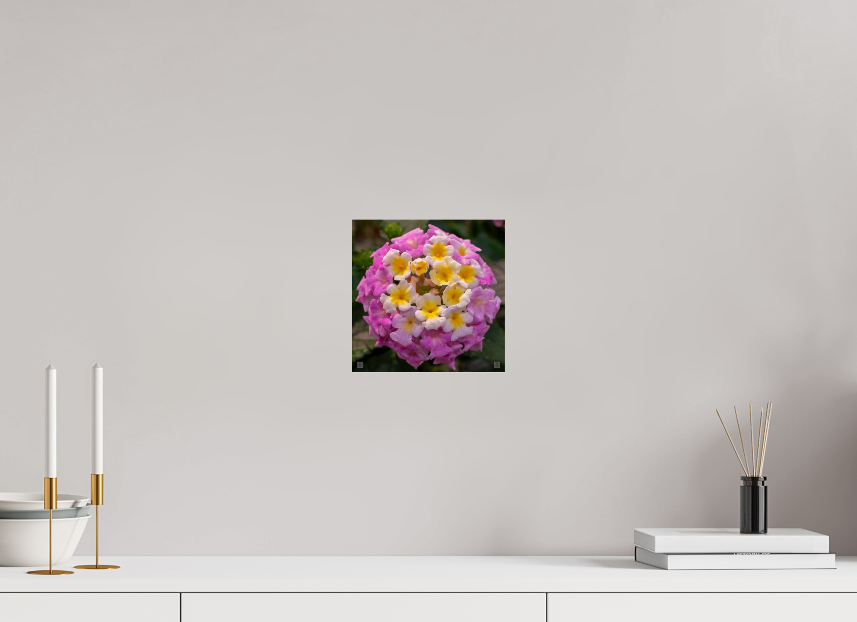 Lantana_deep pink with yellow_aspect ratio 1x1